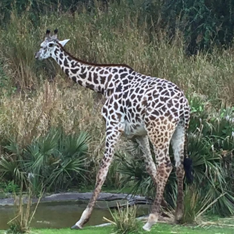 holiday to Walt Disney World