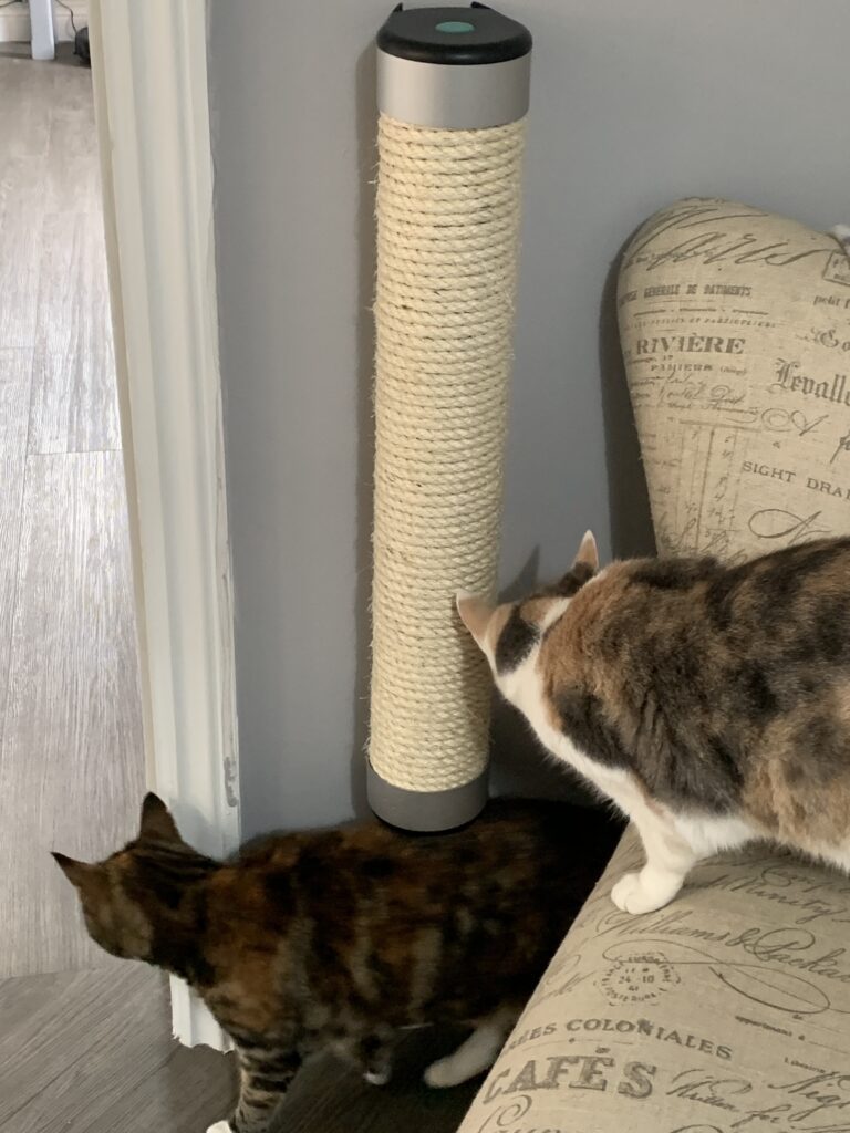 My two cats, checking out the Catipilla Cat Scratcher.