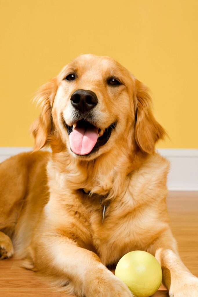 dog kennel business