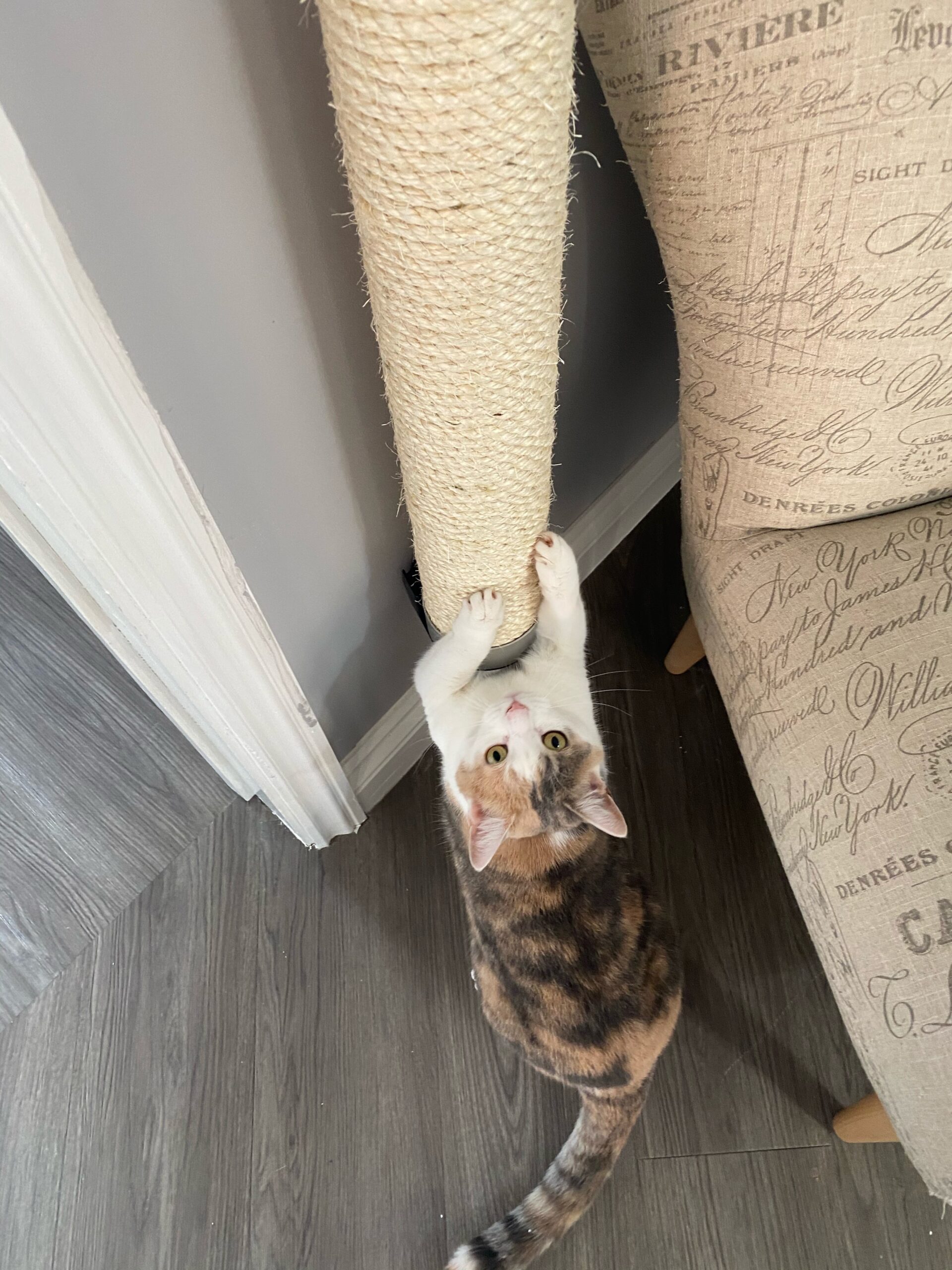 My cat using the Catipilla Cat Scratcher.